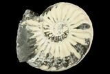 Ammonite (Pleuroceras) Fossil - Germany #125382-1